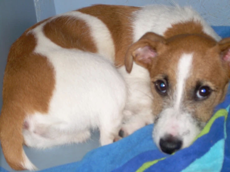 two dogs curled up sleeping on a blanket