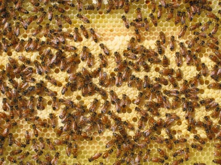 a group of bees are scattered over a honeycomb