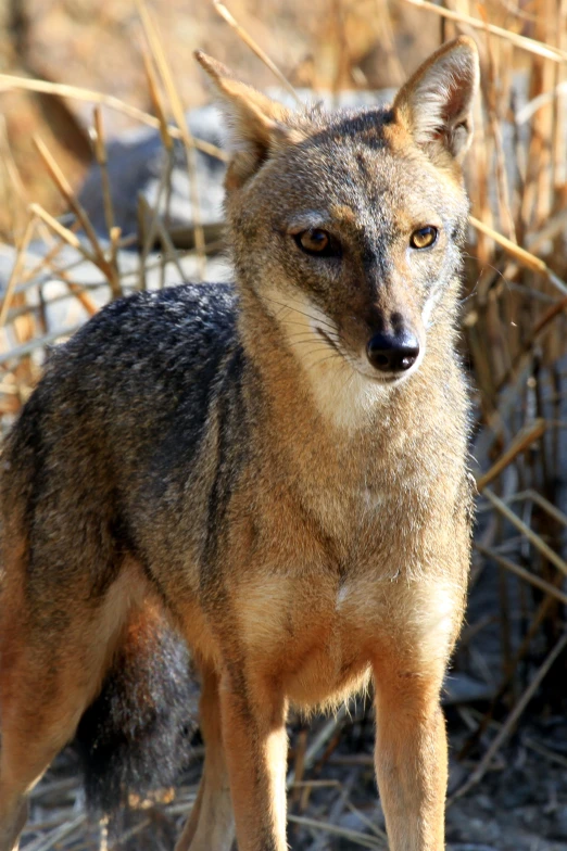 an image of a furry animal outside in the sun