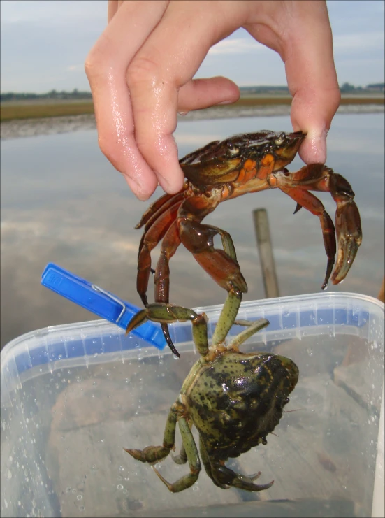 someone is using a plastic container to hold two crabs