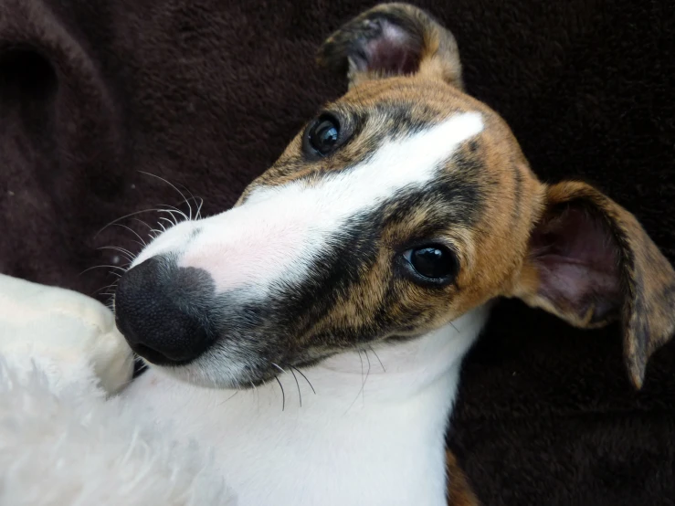 dog with his head on the head of another dog