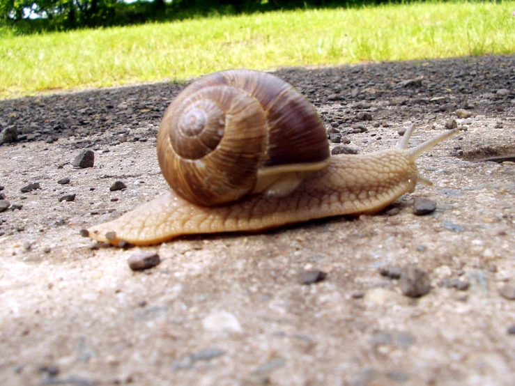 snail crawling up into the ground and leaving the track