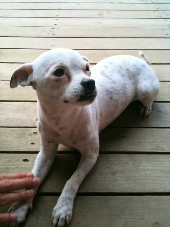 a small dog laying on a wooden deck