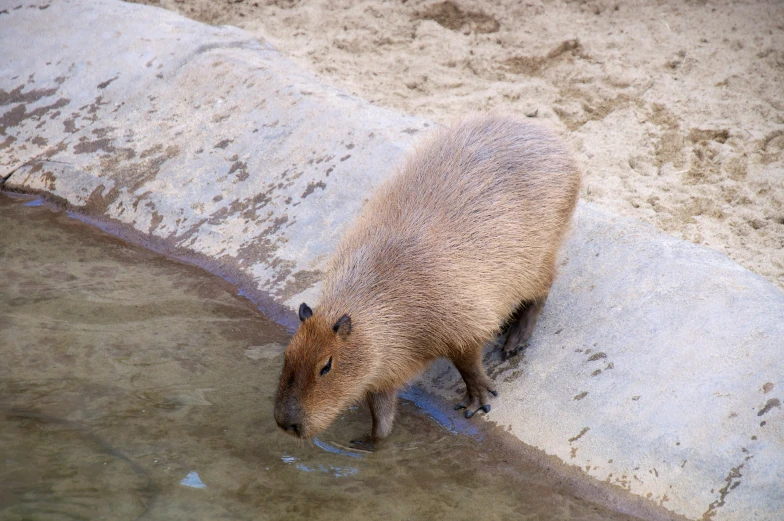 there is a capy animal standing by the water