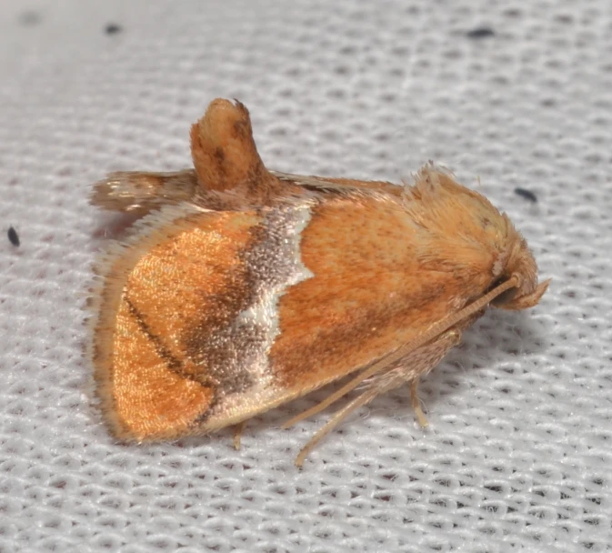 a close up of a moth on a surface