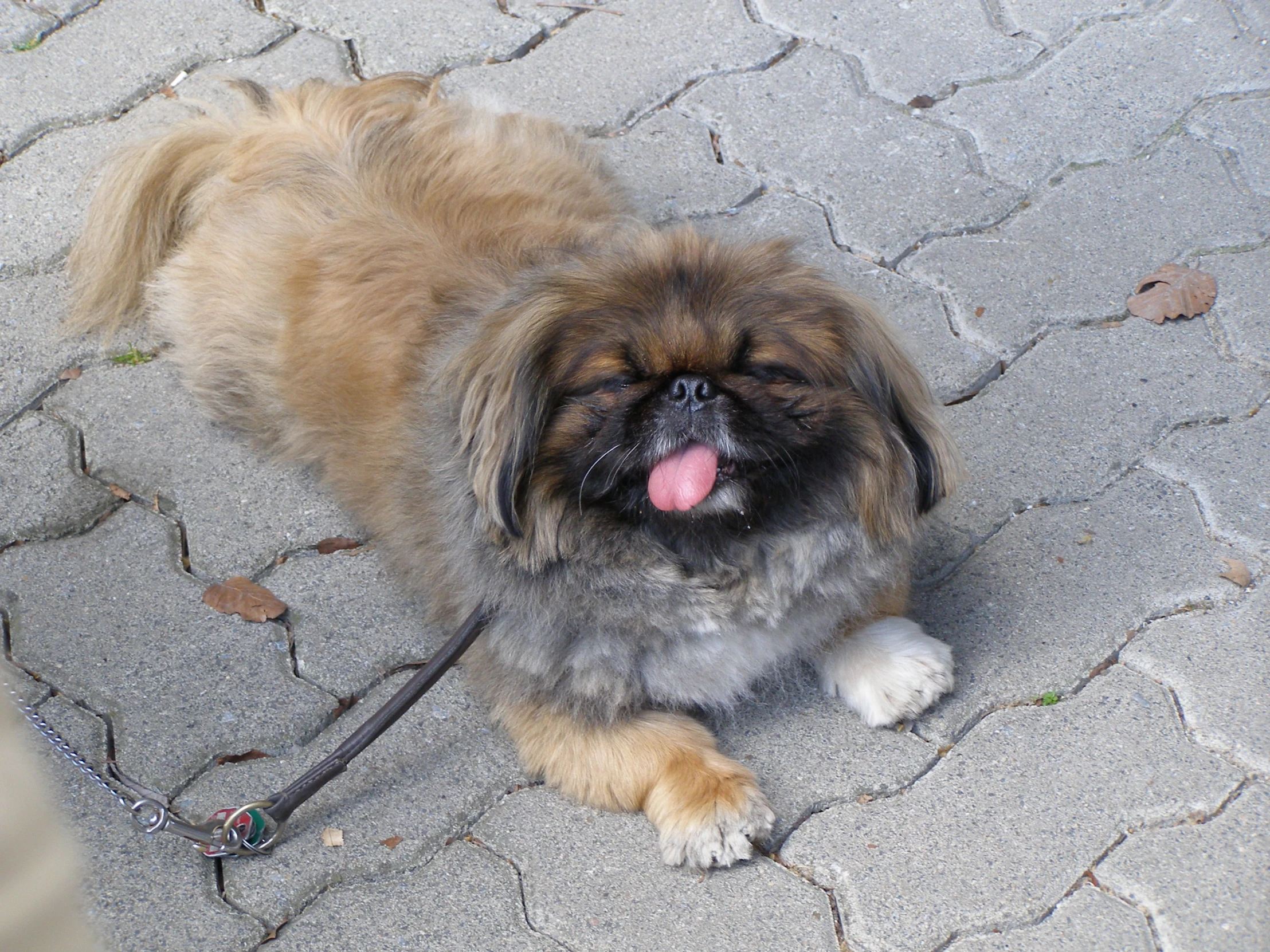 a small brown dog tied to a leash