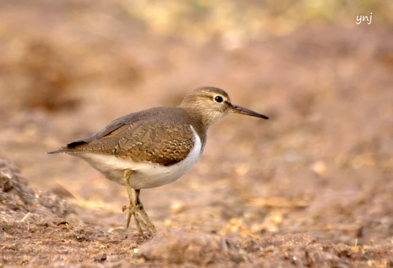 a bird with brown feathers stands on the ground