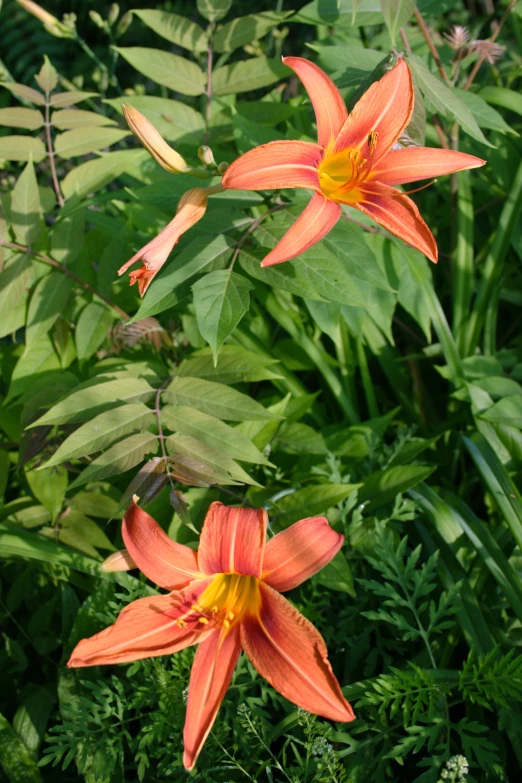 three large orange flowers on top of some foliage