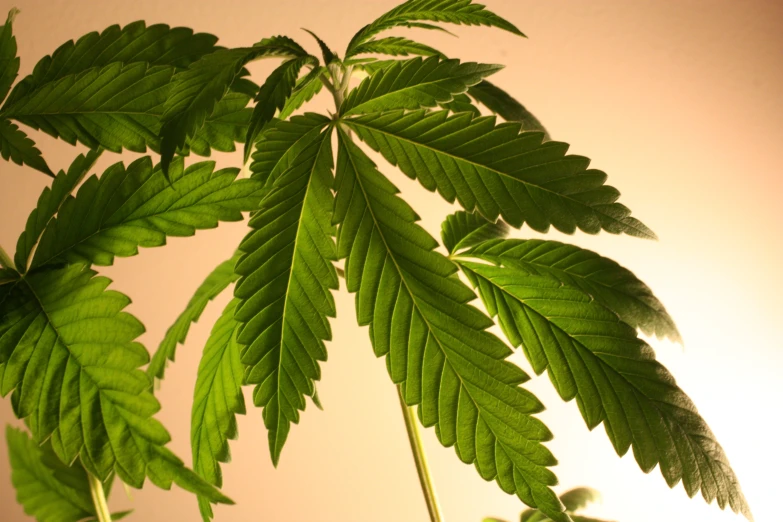 a green leafed plant hanging off of the ceiling