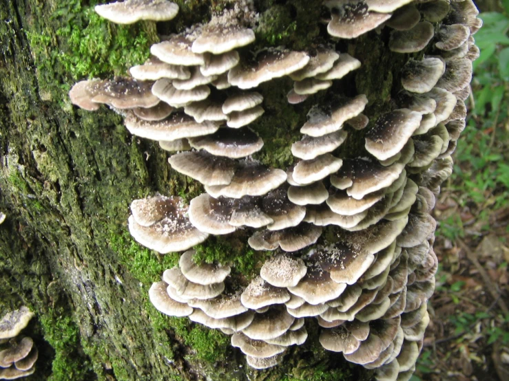 a group of mushrooms growing on a tree