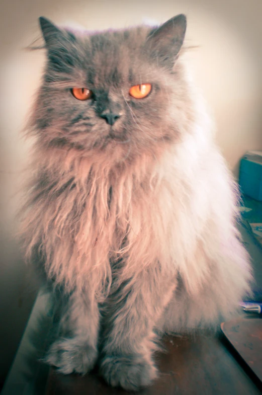 a very furry cat with glowing eyes on the counter