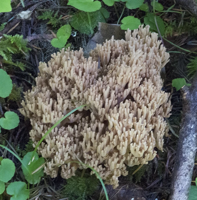 some plants with very dirty plants on the ground