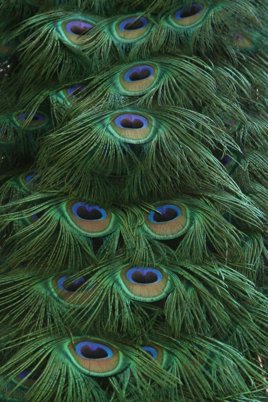 several peacock feathers with blue tips and green feathers