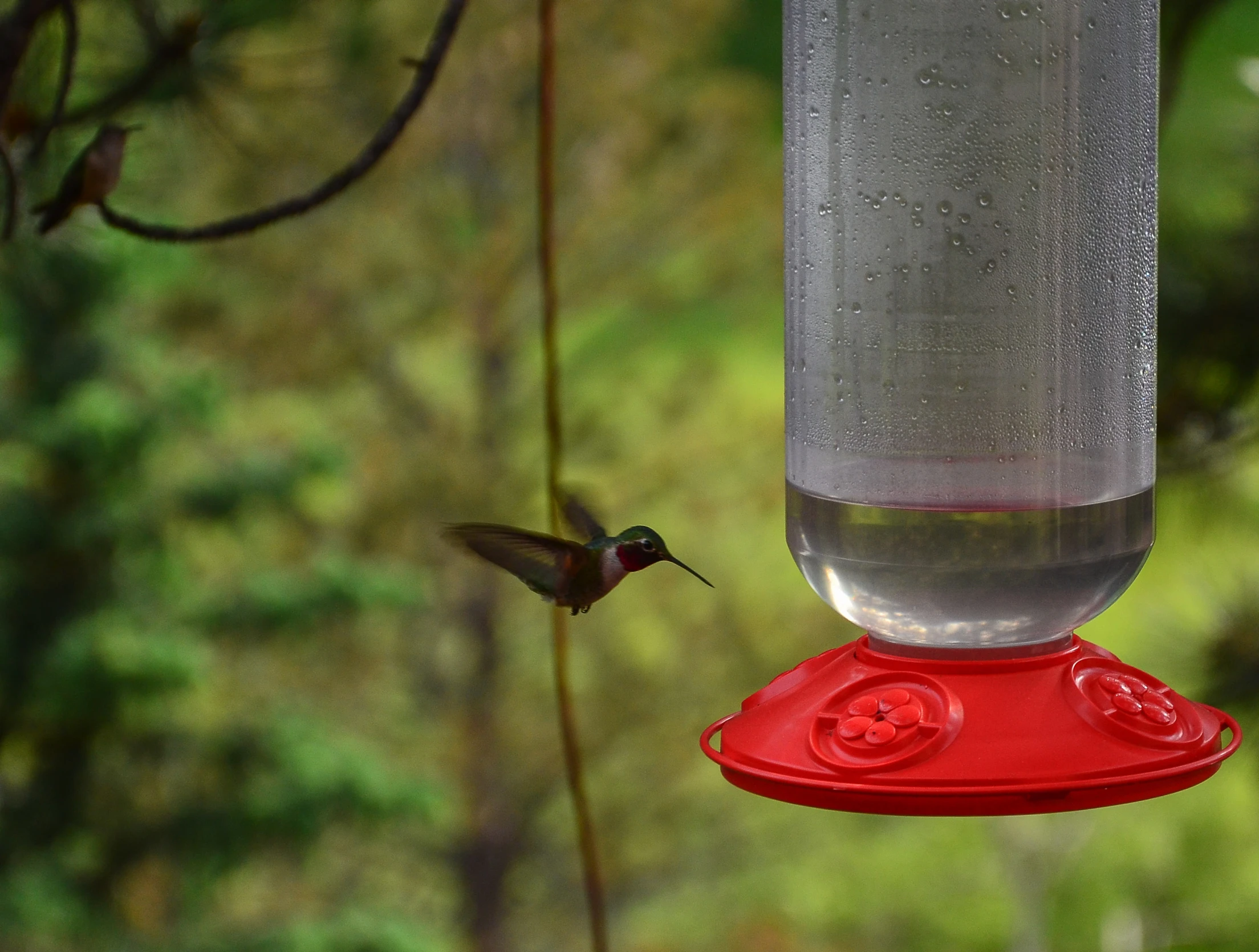 a humming bird sitting on top of a feeder