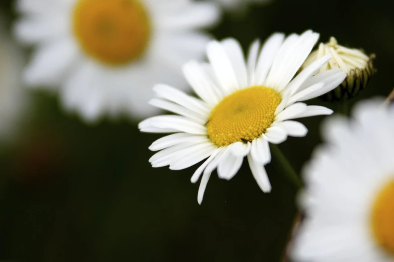 there are many daisies that can be seen in this picture