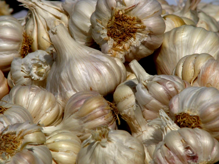 some big piles of garlic in the middle of each