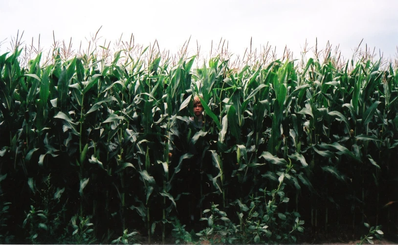 a field of ripe corn plants against a sky