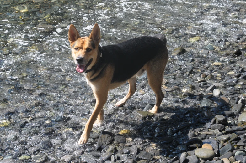 a dog is standing on some rocks in the water