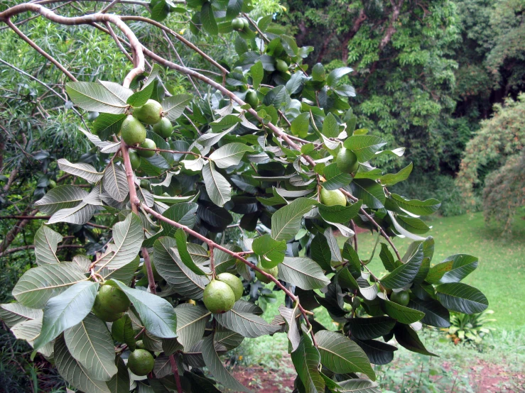 fruits that are hanging off of the nches of trees