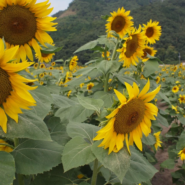 a field full of sunflowers growing near some mountains