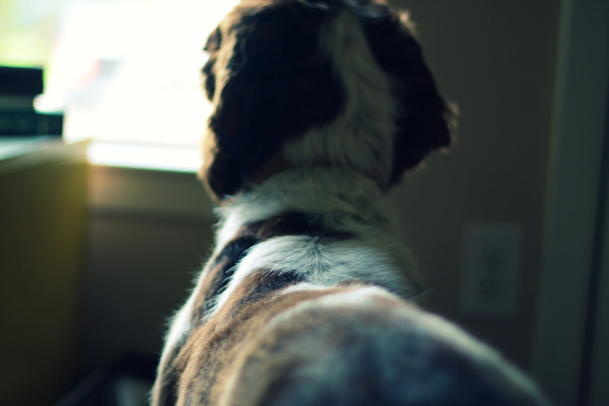 the dog's white and brown fur is looking out a window