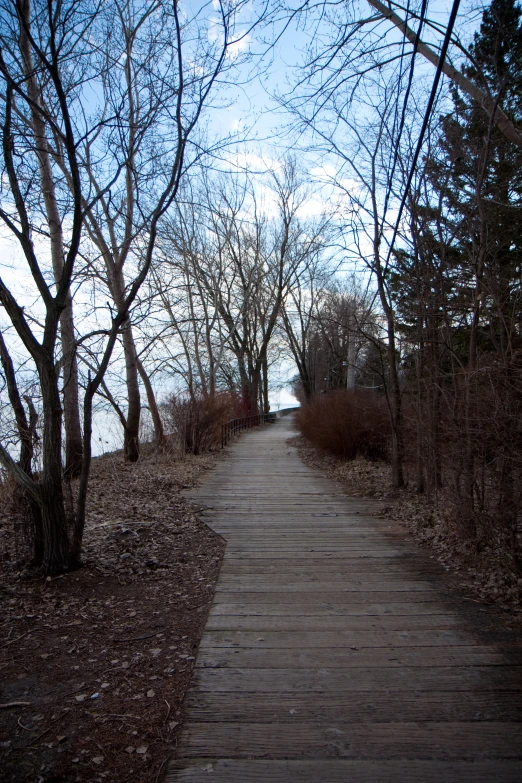 a wood trail surrounded by lots of bare trees