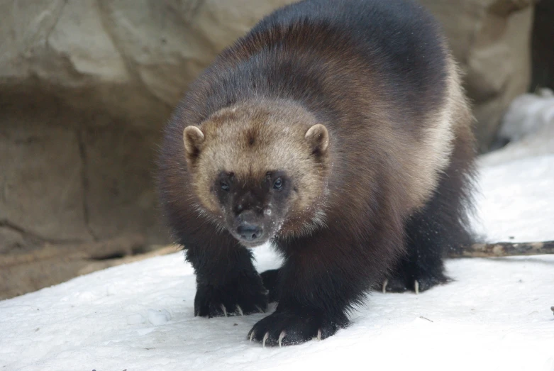 a small bear is walking in the snow