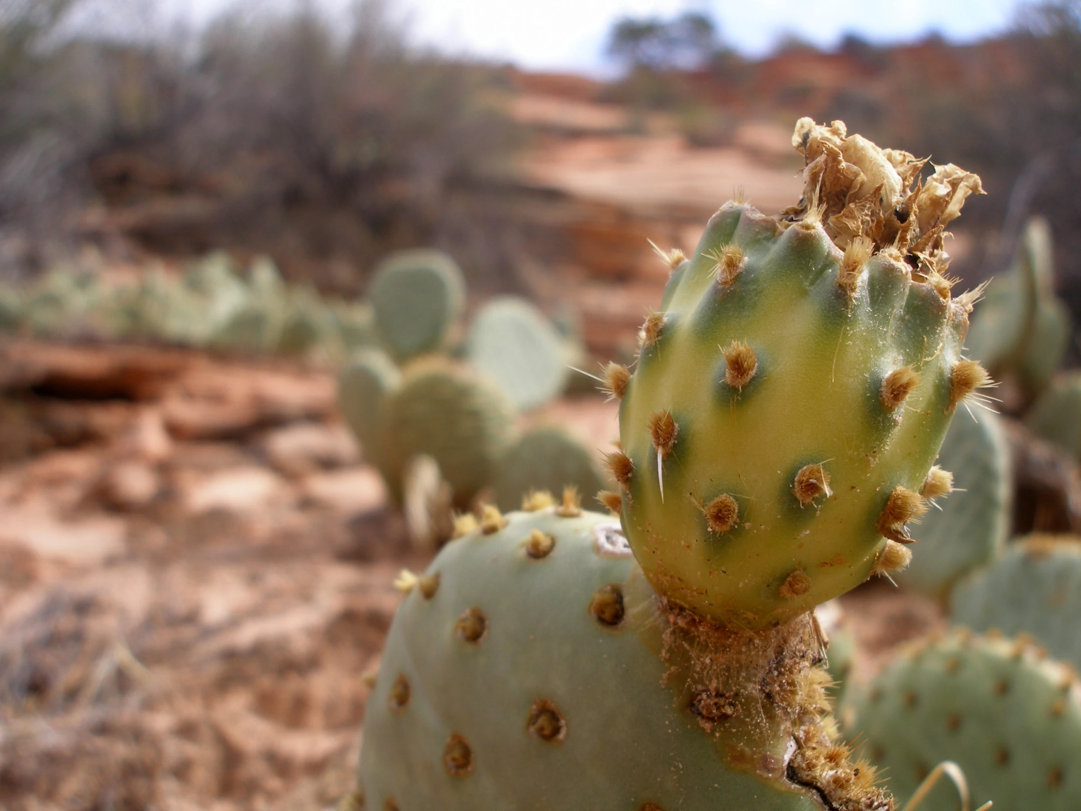 closeup image of green cactus on sandy area