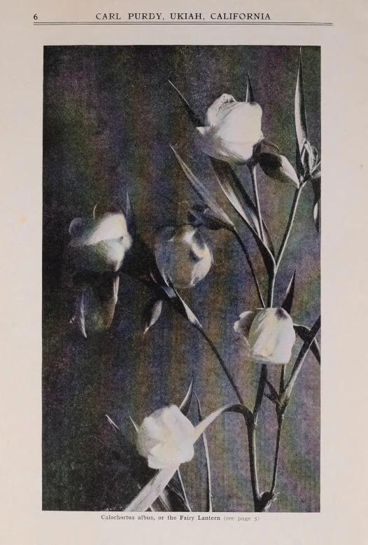 a white flower is displayed on a piece of paper