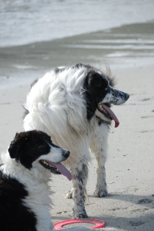 two dogs are at the beach playing with the frisbee