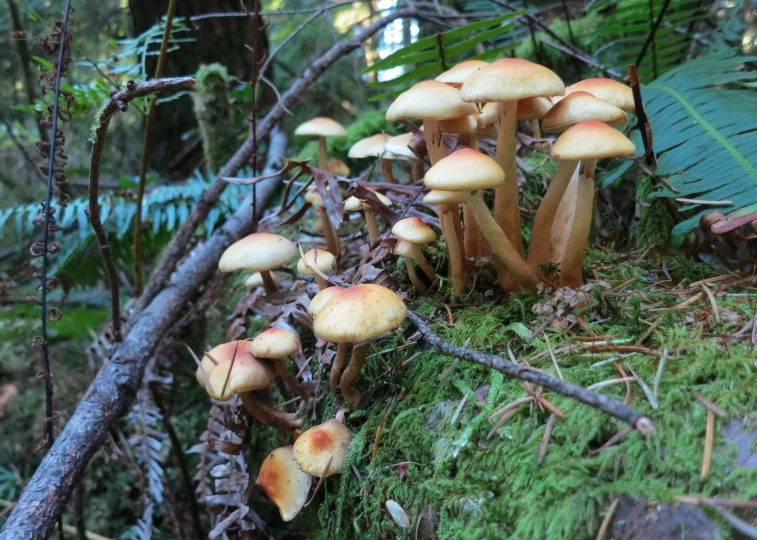 many mushrooms grow on a moss covered log