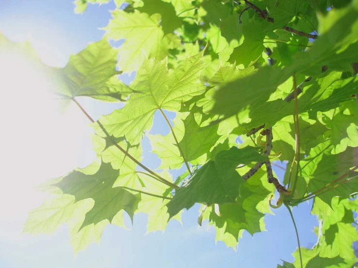 green leaves against the bright blue sky in summer