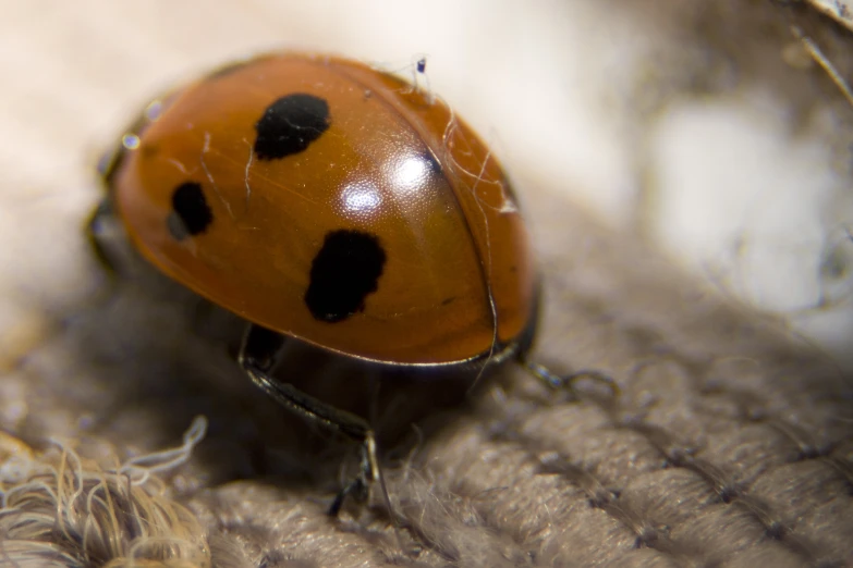 a close up of a small bug on a surface