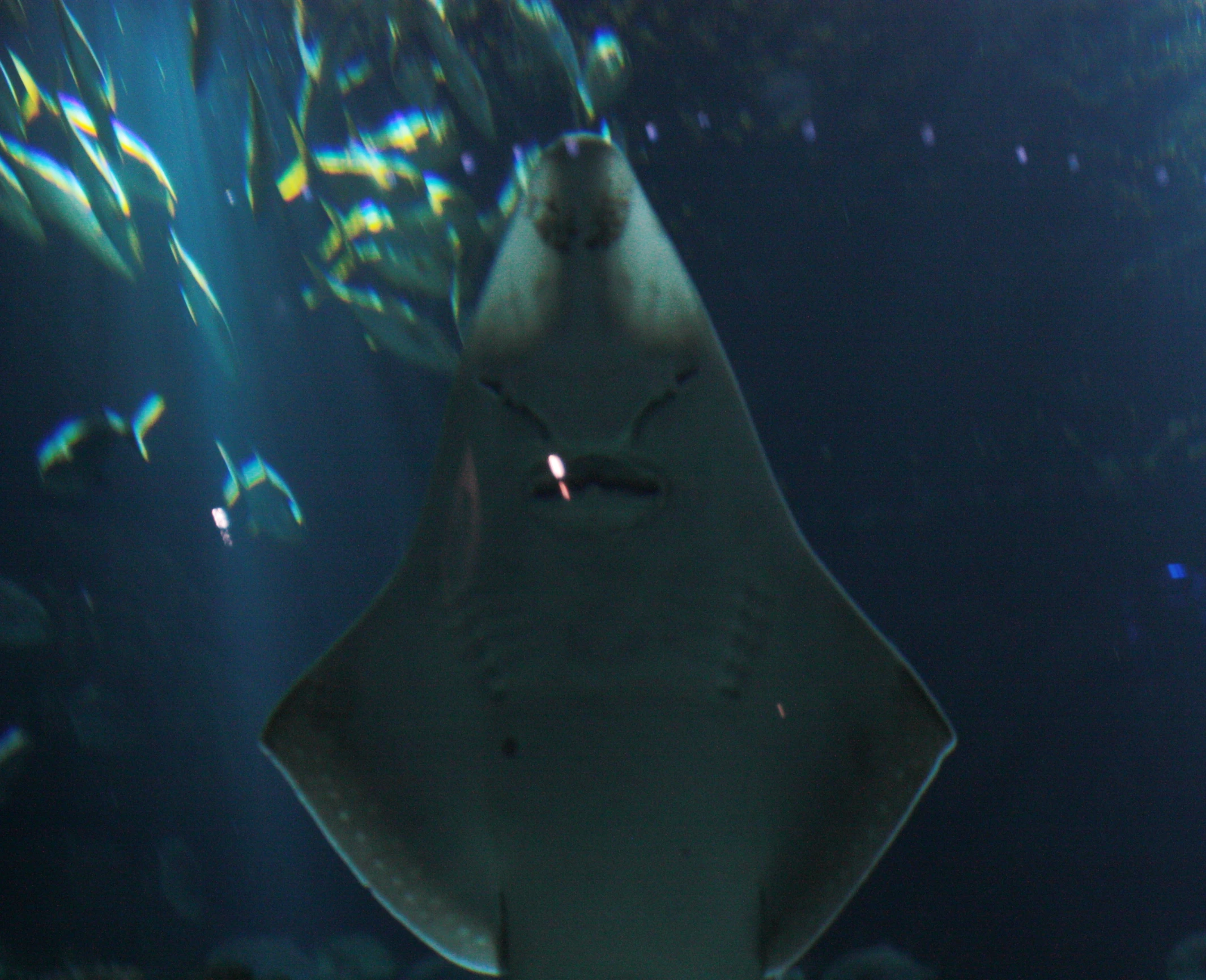 a close up of a manta ray in an aquarium