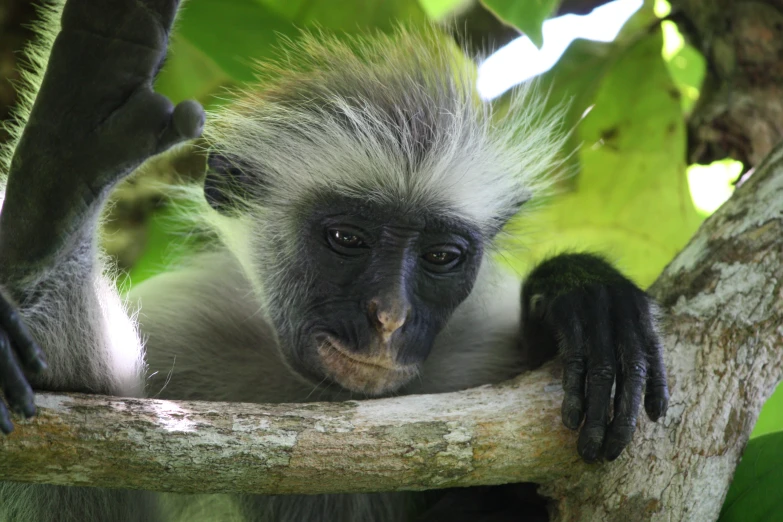 a long - legged monkey sitting on the nches of a tree