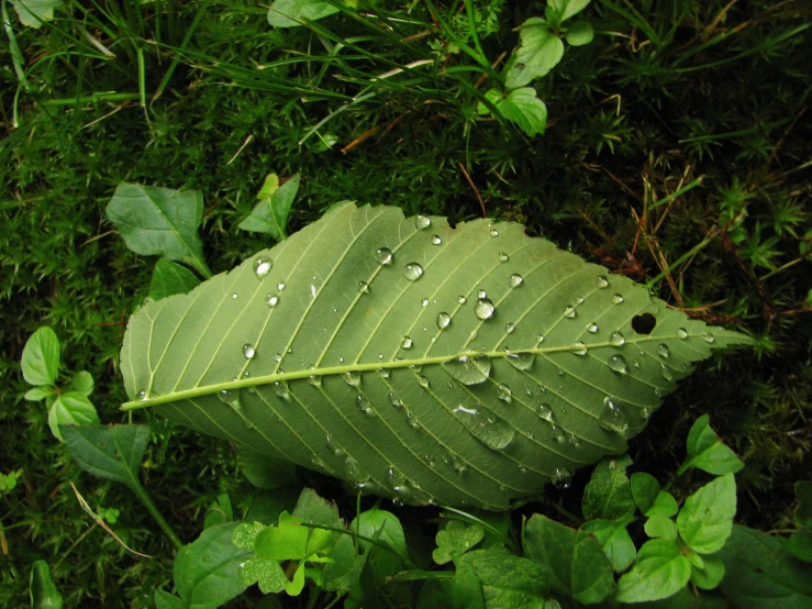 a leaf with water droplets on it sitting in the grass