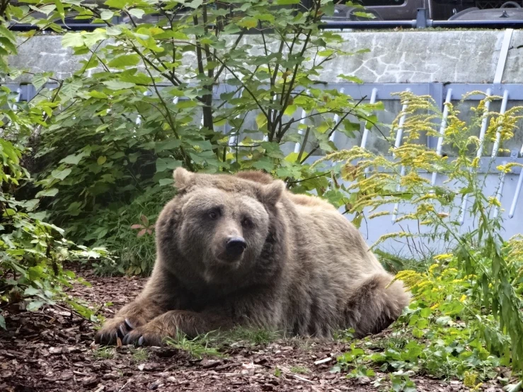 a large bear sits in the middle of some plants