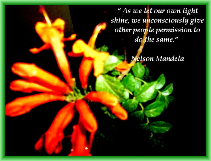 a small orange flower with the quote nelson vandale