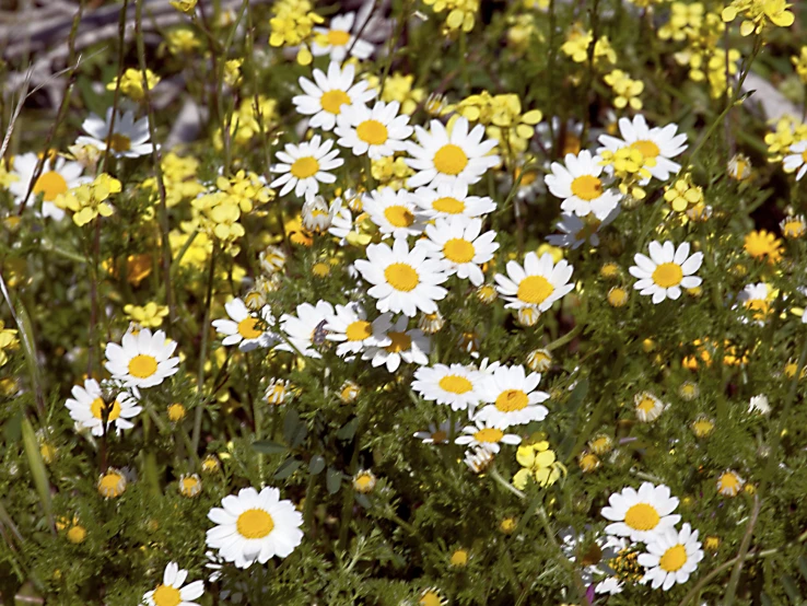 a field filled with lots of different kinds of flowers