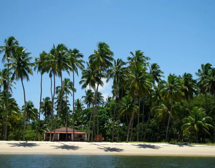 some trees and sand water bushes and buildings