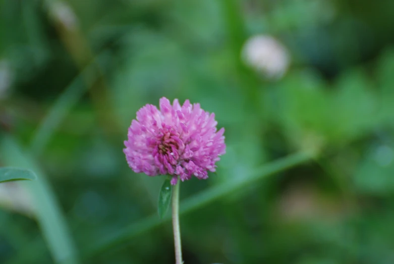 there is a pink flower on a blurry green background