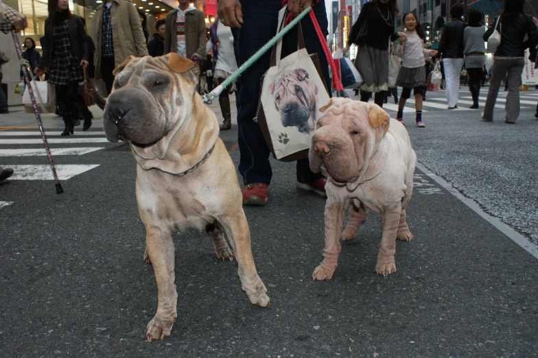two small dogs are shown on the street