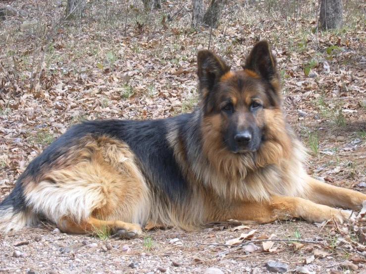 a german shepard dog lying in a clearing