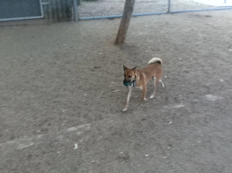 the small dog is walking around the ball in his mouth