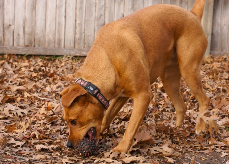 a brown dog is sniffing on soing on some leaves