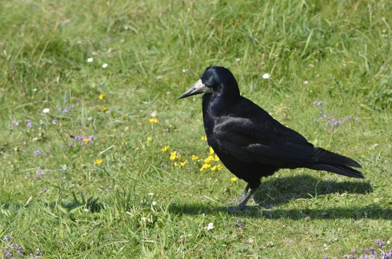 a black bird is walking in the grass