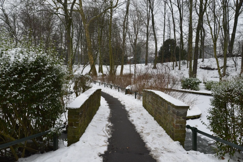 snow covered stone pathway in forest area next to trees