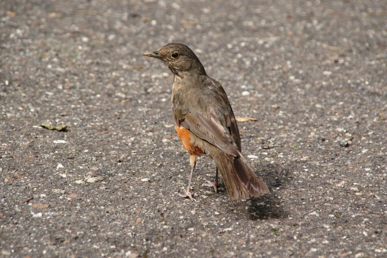 a bird sitting on the ground in the dirt