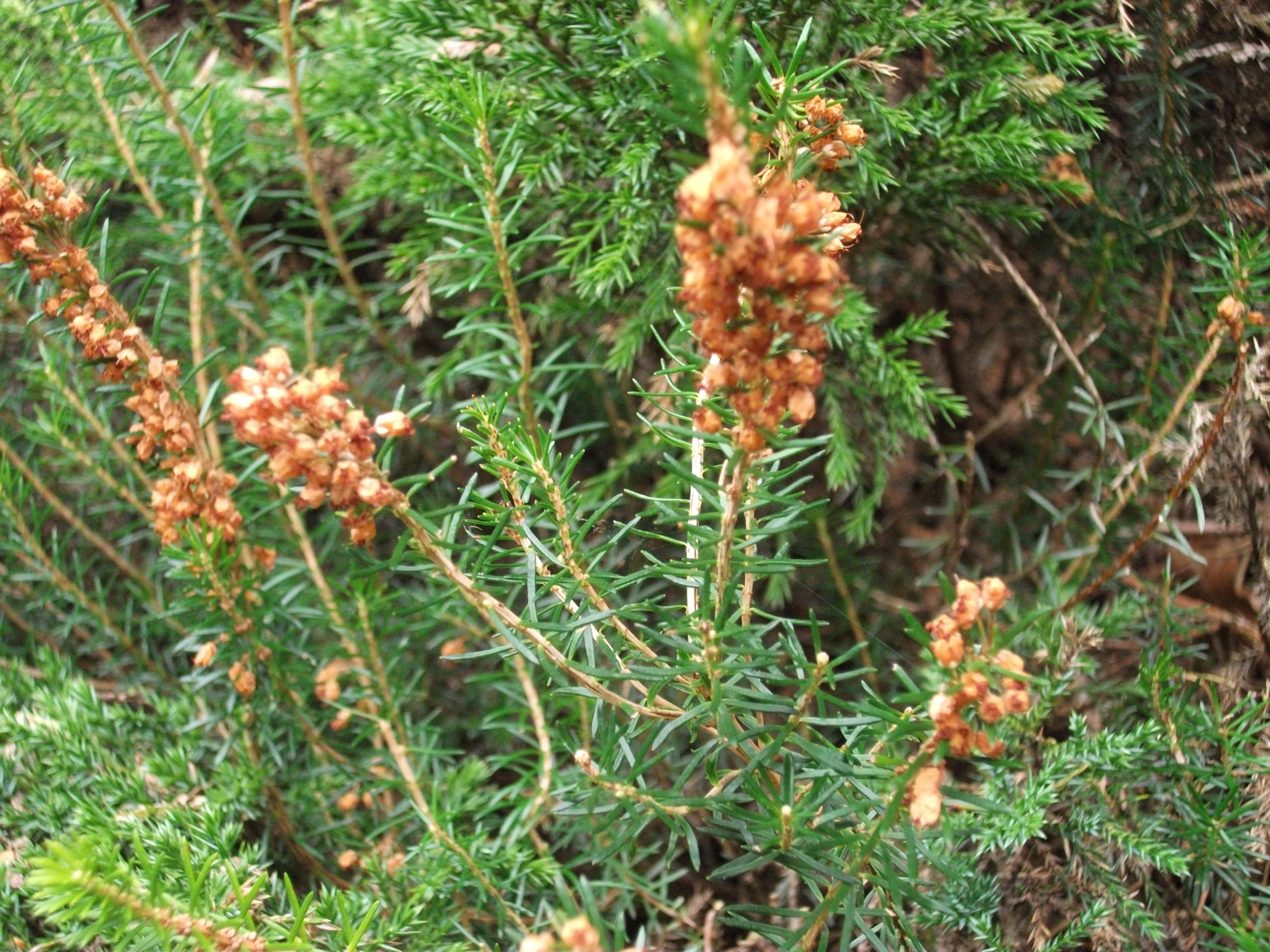 the orange flowers have spiky leaves on it