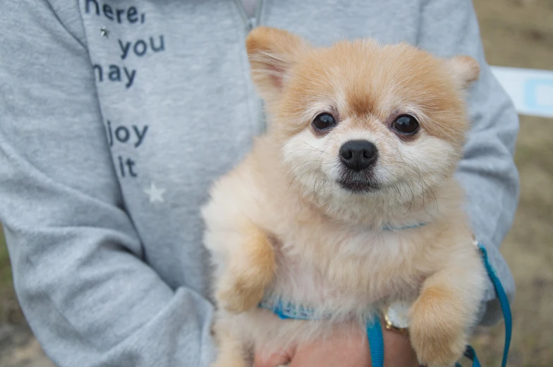 a person holding a small dog with soing blue